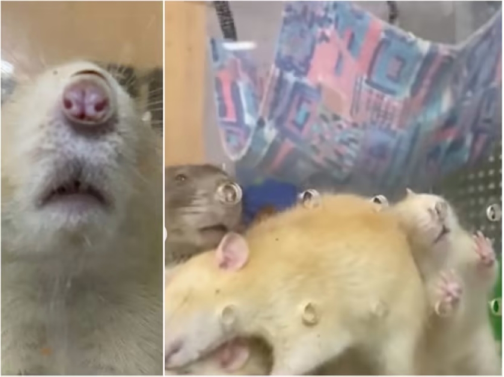 Rats at Singapore Zoo deprived of air?Vet says rodents are healthy and ‘exploring new scents’