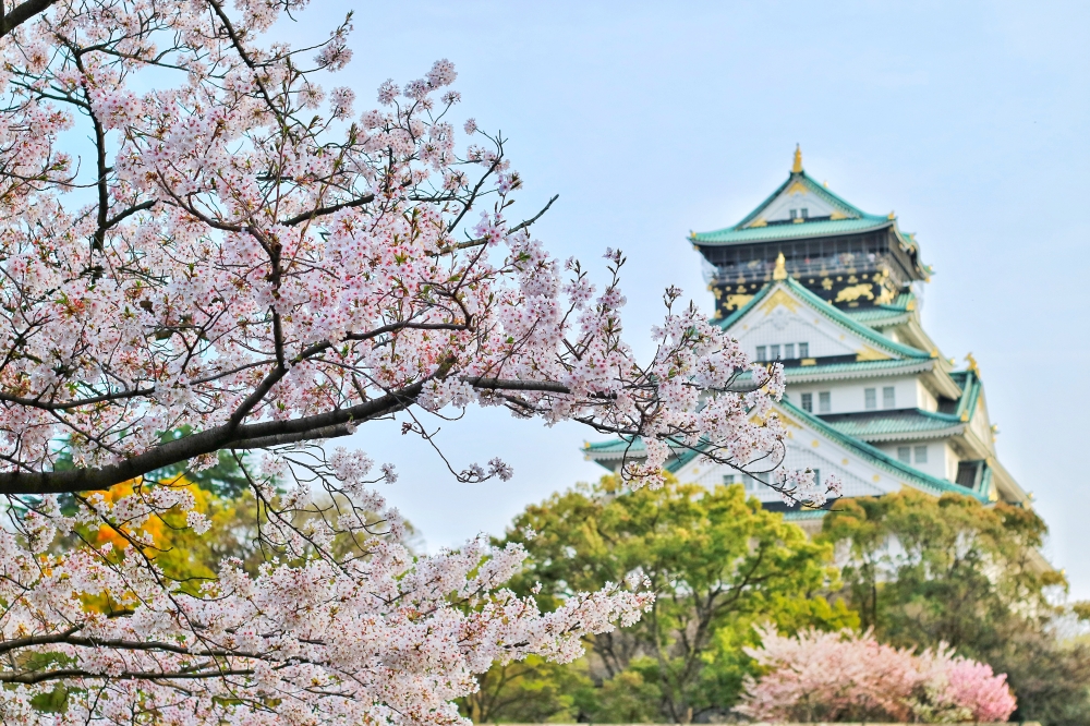 Osaka Castle Park in Japan is a popular landmark for tourists who want to take the best Insta-worthy cherry blossom photo. — Picture by KE Ooi Pexels.com pic