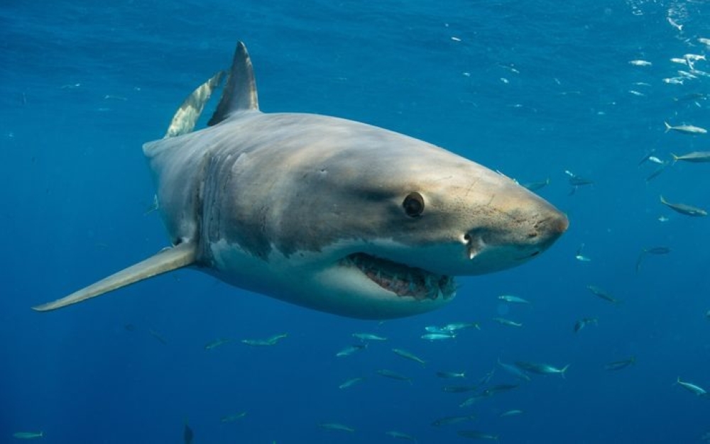 A Chinese social media influencer has been fined RM78,000 for eating a great white shark. — AFP pic