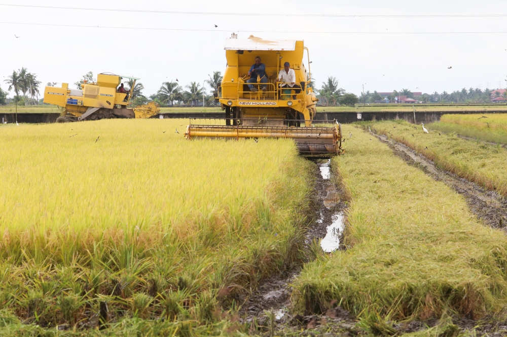 KRI deputy director of research Sarena Che Omar who is the lead author of the report said that Malaysia's paddy and rice industry were dual in nature where one focused on the cheaper price controlled medium grained rice and the other was for speciality heirloom rice. — Picture by Choo Choy May