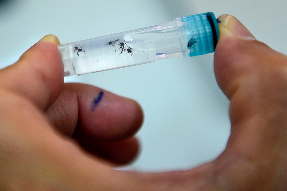 This photo taken on August 21, 2019 shows a laboratory assistant examining mosquito samples at the Pasteur Institute in the southern Vietnamese city of Nha Trang. —  AFP pic
