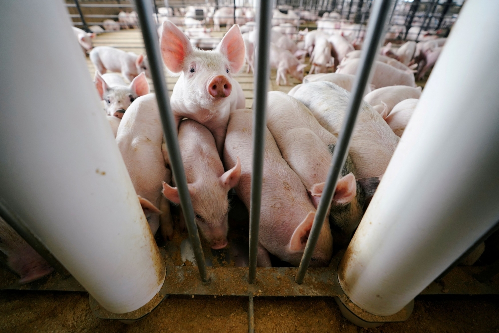 Penang Chief Minister Chow Kon Yeow said as of yesterday, 27 pig farms in Penang have been affected by the ASF disease involving 62,197 pigs. — Reuters pic