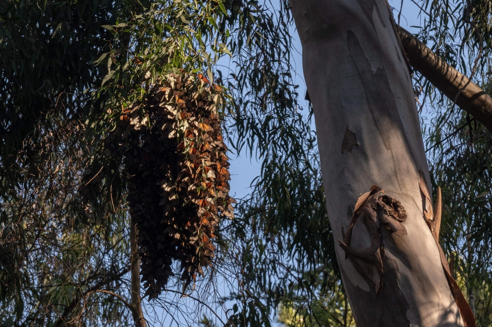 Monarch butterfly cluster is seen as they overwinter in Eucalyptus trees in a protected area inside Natural Bridges State Beach in Santa Cruz, California on January 26, 2023. ― AFP pic