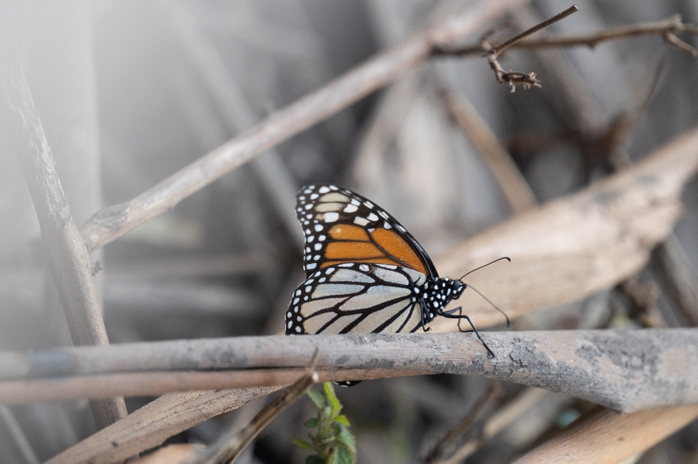 A Monarch butterfly is seen as they overwinter in a protected area inside Natural Bridges State Beach in Santa Cruz, California on January 26, 2023. ― AFP pic