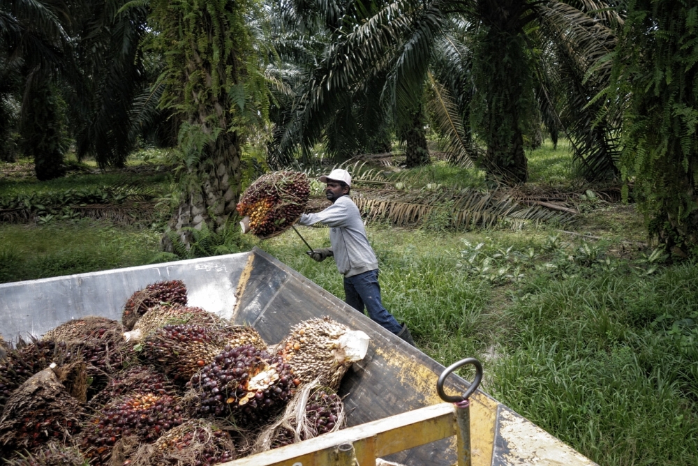 In a note, the securities firm said findings from a survey of planters by the CGS-CIMB Futures team revealed that Malaysia’s CPO output likely fell 14 per cent m-o-m, but grew 12 per cent year-on-year to 1.4 million tonnes in January 2023. — Picture by Shafwan Zaidon