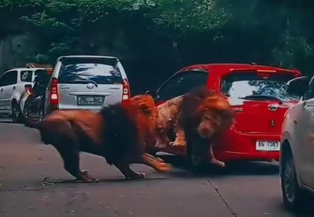 A Toyota Yaris was damaged after a lion trying to escape fromanother lion crashed into at a safari park in East Java, Indonesia. — Screen capture via Instagram/ youkopi107