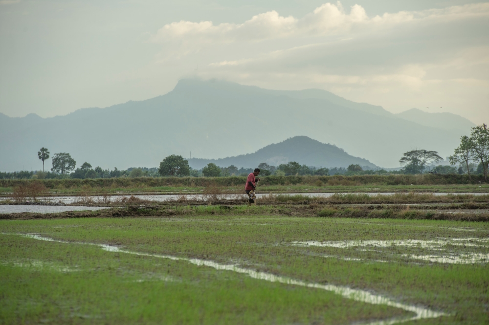 Budget 2023 has provisions for Bernas to share profits from rice imports by contributing 30 per cent of its nett profit to rice farmers. File picture shows a view of paddy fields at Pendang, Kedah. — Picture by Shafwan Zaidon