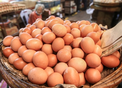 大马农民：浮动鸡、鸡蛋涨价是最好的出路