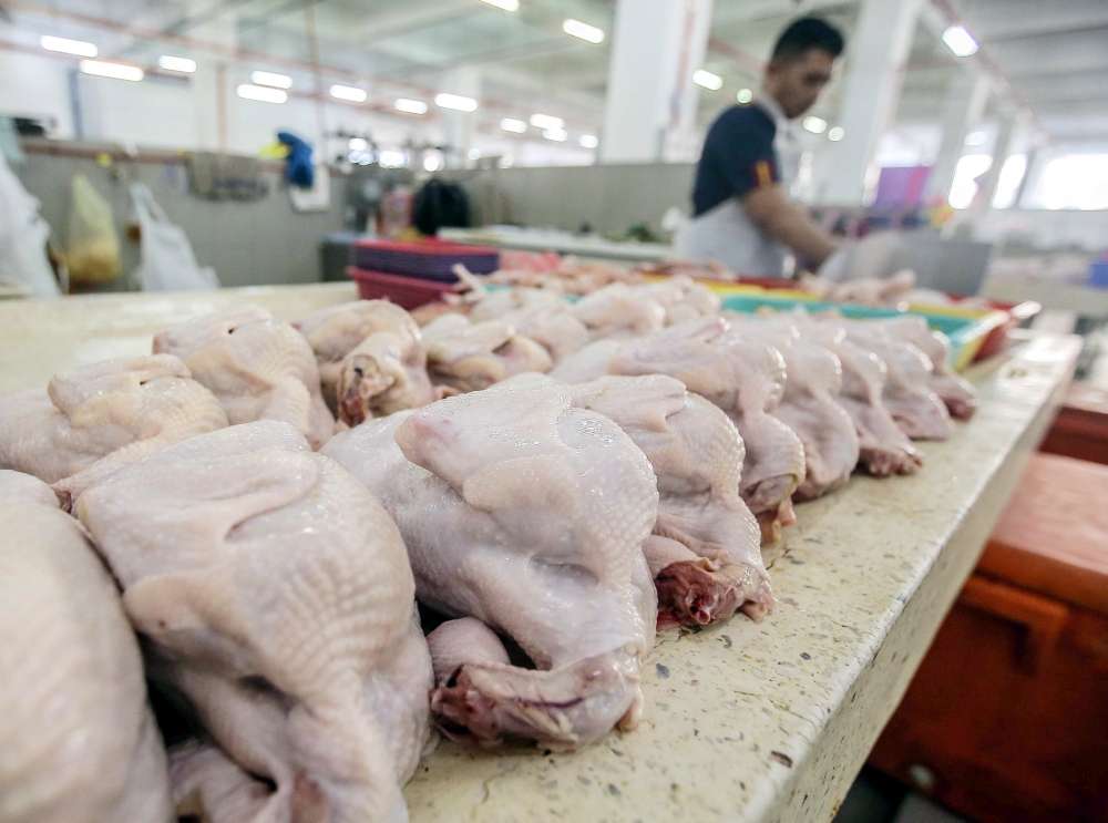 Under a system where market conditions determine prices, SLBA agreed that it was possible for chicken and eggs to have cheaper prices if supply increases due to better capacity for farmers to plan ahead. — Picture by Farhan Najib