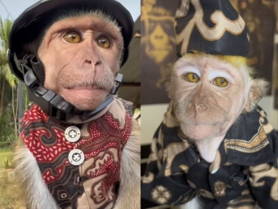 Johor man loves dressing up his rescued monkey in various outfits, gains  popularity online (VIDEO) | Malay Mail