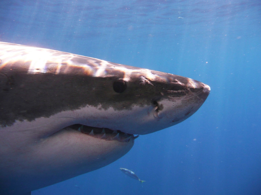 Two fishermen found the remains of an Argentine man who mysteriously disappeared 10 days ago inside a shark they caught, investigators said. — Reuters pic