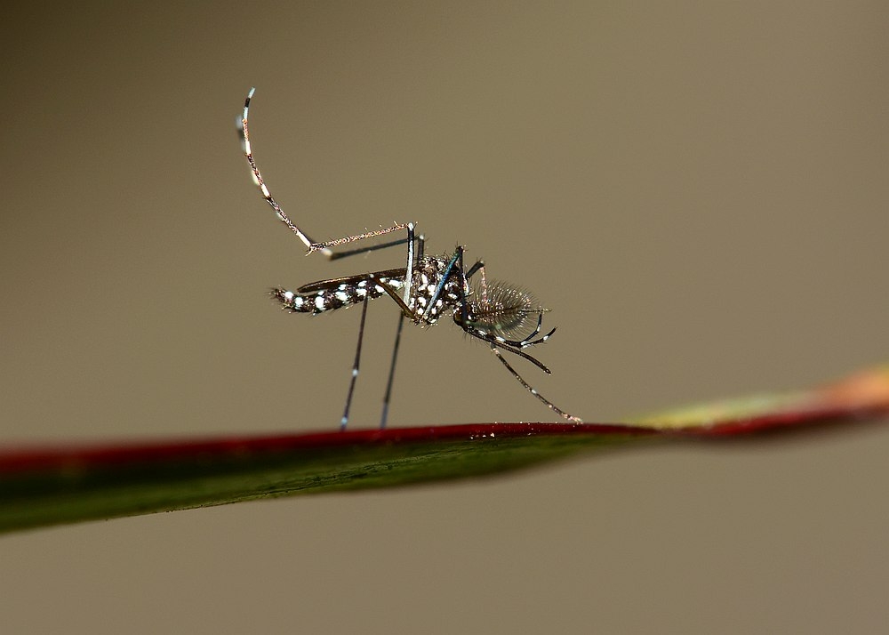 The cumulative number of dengue cases in Kelantan up to the eighth epidemiological week (ME) this year was up by 41, with 280 recorded compared to 239 during the same period last year. — IMNATURE/Istock.com pic via AFP