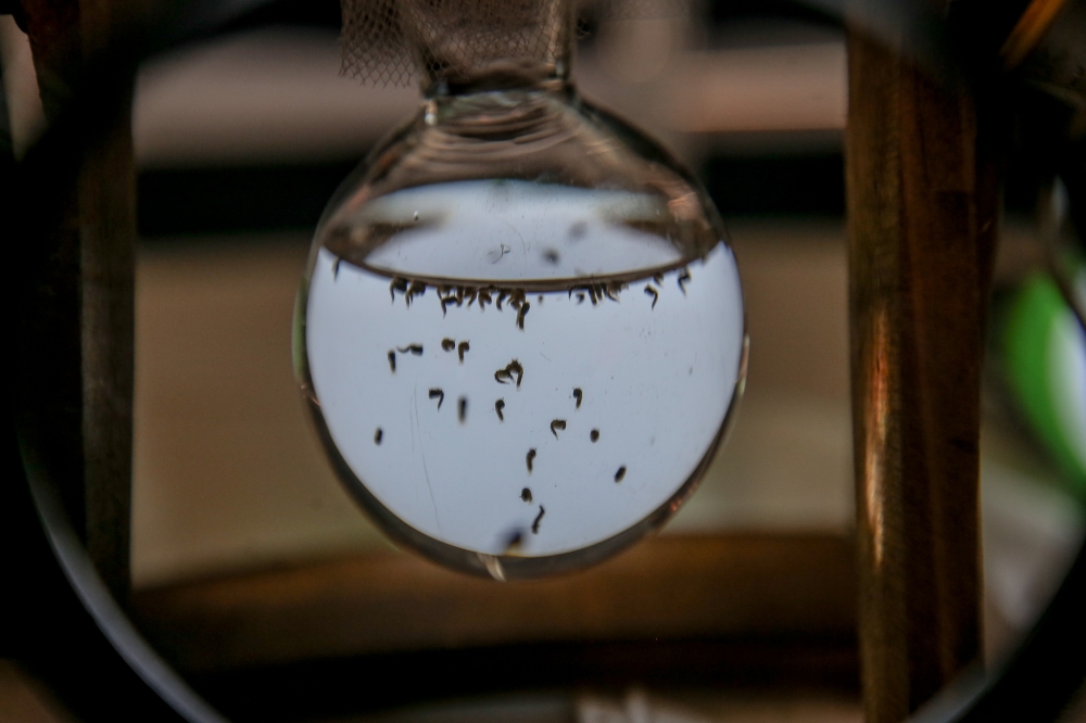 File picture shows Aedes mosquito breeding process inside in a tent being provided for visitors during the Asean Dengue Day 2018 at Sekolah Rendah Agama Kampung Sungai Kayu Ara July 7, 2017. — Picture by Hari Anggara