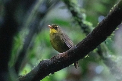 Long lost Madagascar songbird seen again in wild - Vimarsana News