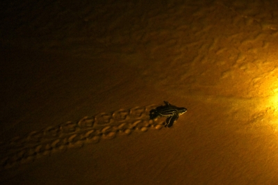 Hatching leatherback turtles get helping hand on Thai beach - Vimarsana News