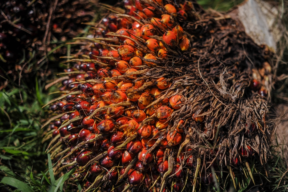 Stockpiles fell 6.56 per cent from January to 2.12 million tonnes, the lowest since August, according to the Malaysian Palm Oil Board. — Picture by Firdaus Latif