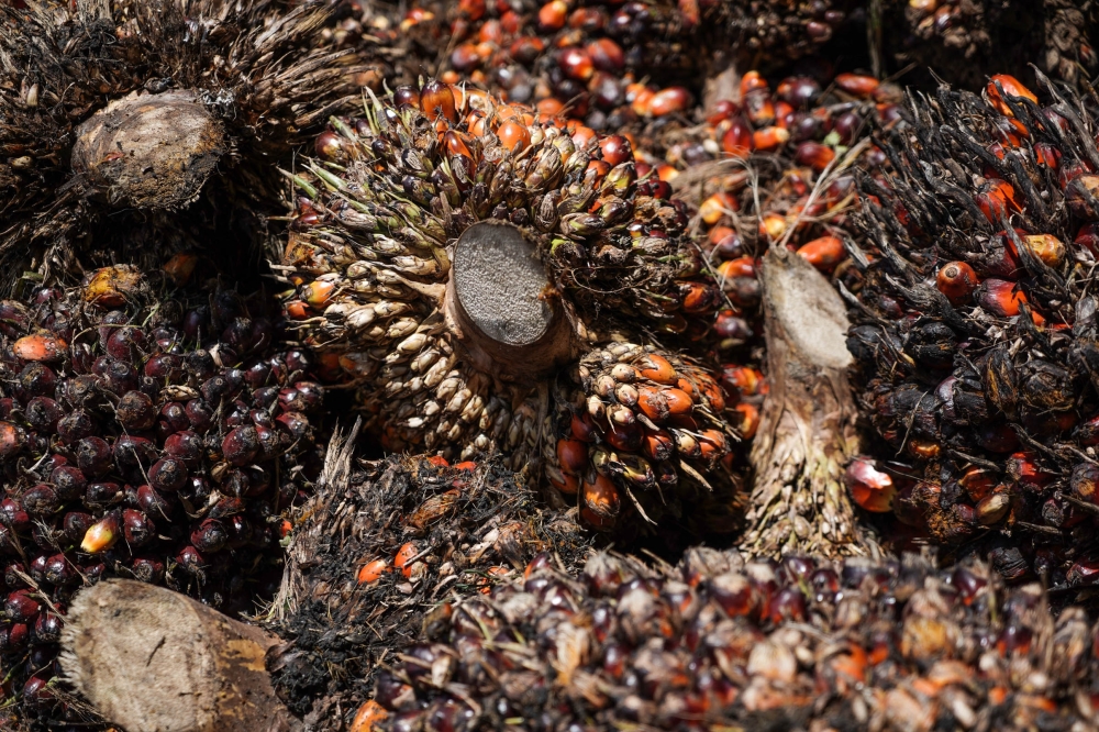 According to a report, the UK government is planning to eliminate import tariffs on palm oil from Malaysia. ― Picture by Ahmad Zamzahuri