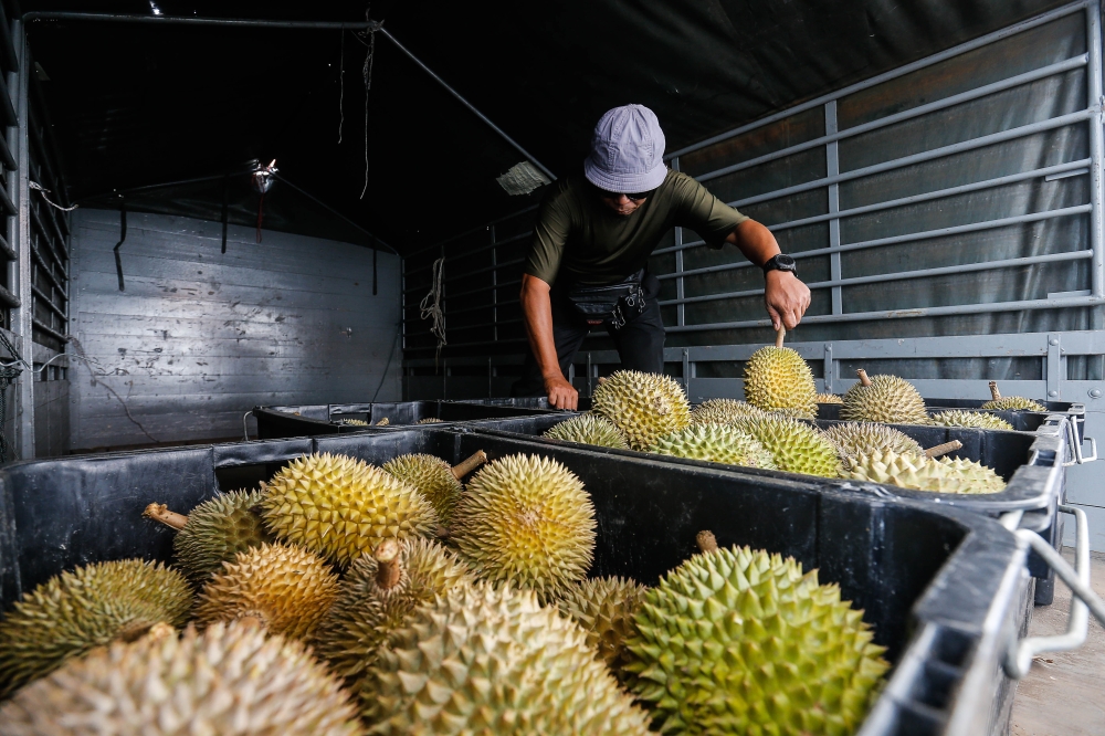 The Ministry of Agriculture and Food Security says Malaysia’s durian industry does not need the government to step in at this point of time through the formation of a Malaysian Durian Board. ― Picture by Sayuti Zainudin