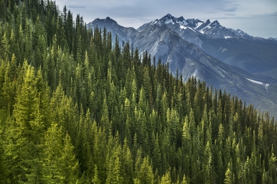 Mountain forests disappearing at alarming rate, says study - Vimarsana News