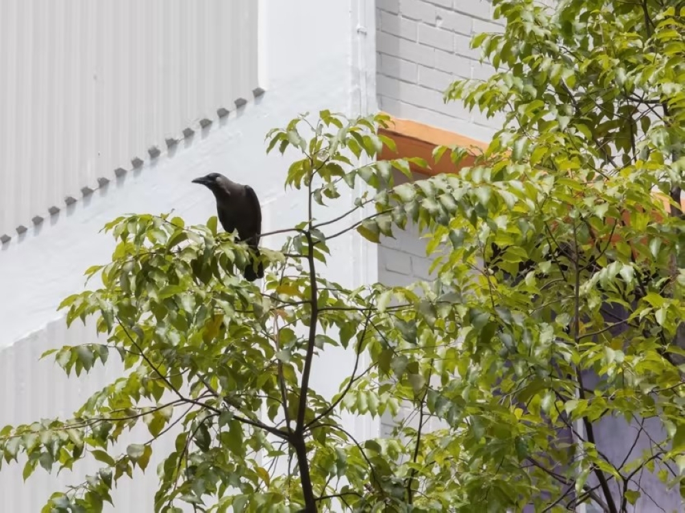 A crow on a tree near Block 110 Bishan Street 12, pictured on February 19, 2023. — TODAY pic