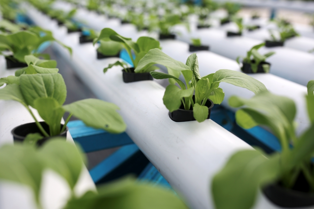 There are 1,500 different types of vegetables grown in the 50x15 square foot greenhouse.— Bernama pc