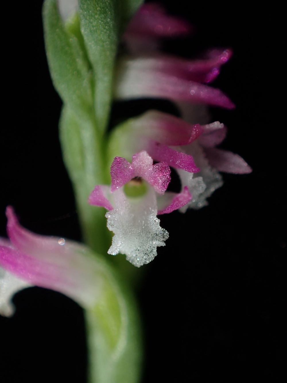 This handout photo taken on May 7, 2018 and released to AFP on March 23, 2023 courtesy of Kenji Suetsugu, lead scientist and phytology professor at Kobe University, shows a 'spiranthes hachijoensis' (Orchidaceae), a new species of orchid, in Ena, Gifu prefecture. — Picture by Kenji Suetsugu / AFP