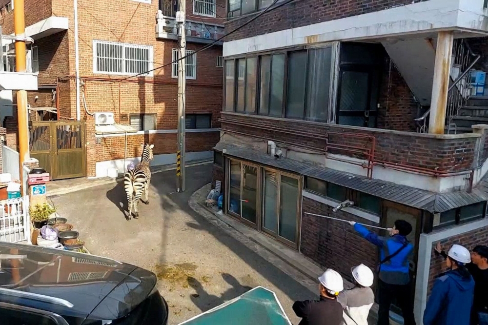 Sero, the zebra, spent three hours Thursday trotting along roads and dodging cars before he was finally cornered by park wardens. — AFP pic