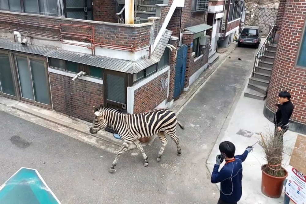 A zebra that escaped its pen and roamed freely for hours through the South Korean capital, captivating the internet and sparking thousands of memes, is safely back at the zoo. — AFP pic