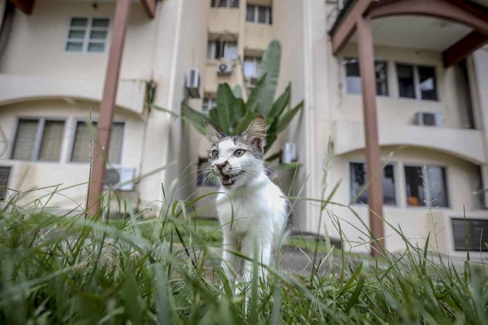 Tens of cat skeletons, organs and carcasses were found in a condominium unit in Bandar Sri Permaisuri, Cheras. ― File picture by Firdaus Latif