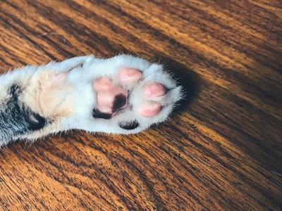 Police tracking down suspect in cat carcasses at condo case - Vimarsana News