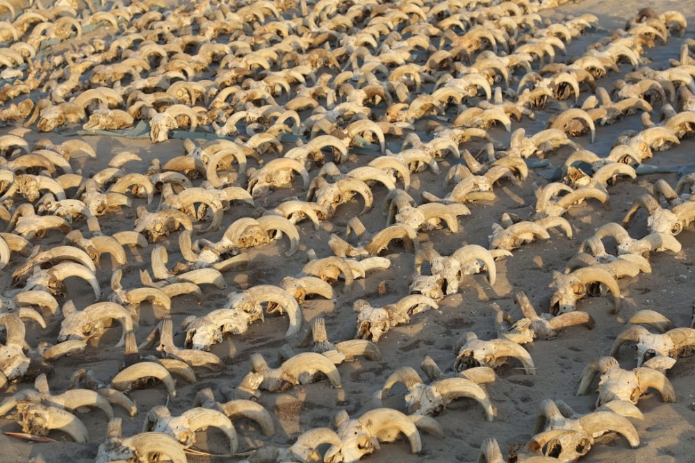 A view of around 2,000 mummified rams heads uncovered during excavation work carried out by an American mission from New York University- Institute for the Study of the Ancient World (ISAW) at the temple of Ramesses II in Abydos, Sohag Governorate, Egypt, in this handout image released on March 25, 2023. — Reuters pic