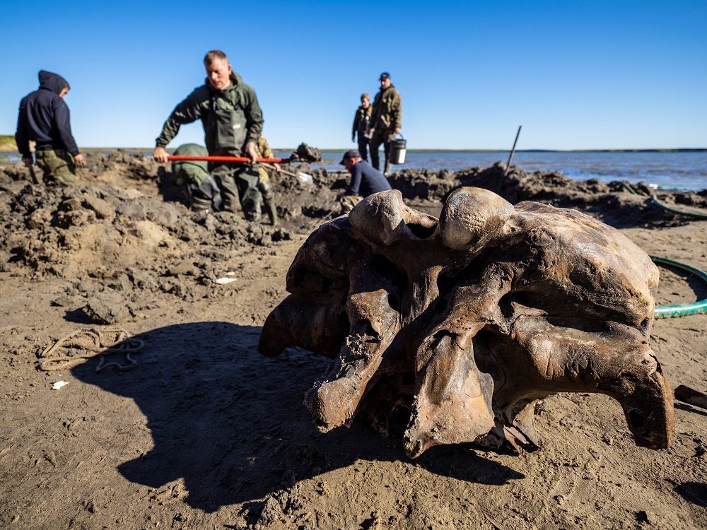 Specialists discover mammoth bones along the shore of Pechevalavato Lake in the Yamalo-Nenets autonomous district, Russia July 22, 2020. - Picture by government of Yamalo-Nenets District/Handout via Reuters