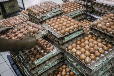 Fama gives assurance supply of eggs nationwide for Ramadan, Aidilfitri is sufficient - Vimarsana News