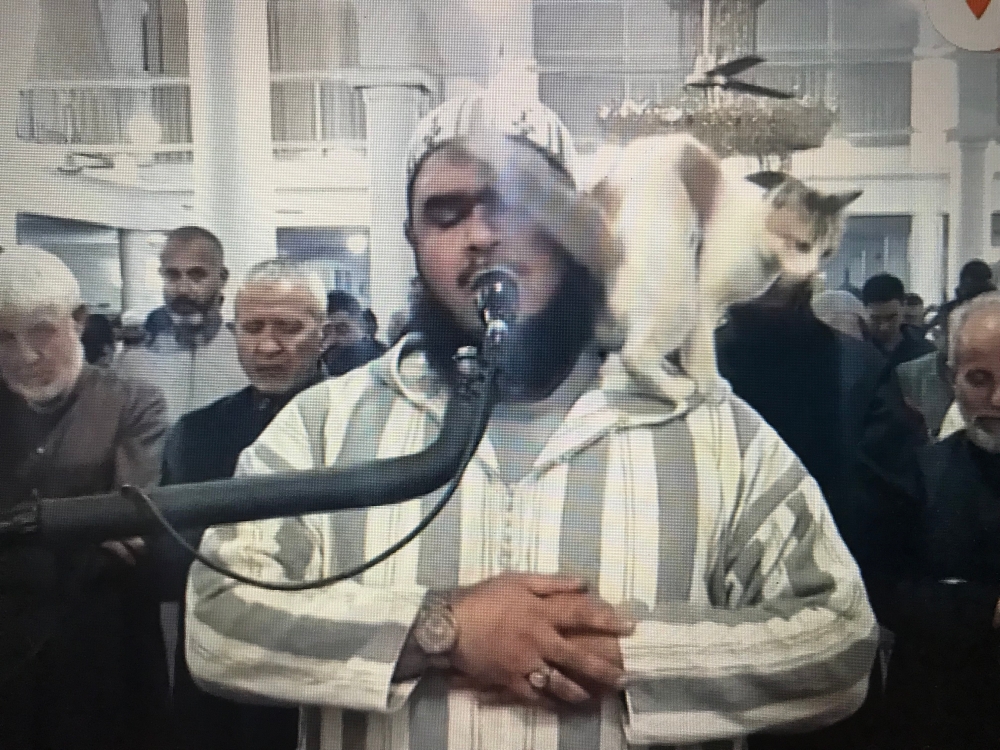 Imam Walid Mehsas continues praying with a cuddling cat on his shoulder. ― Screenshot via Twitter/Reuters