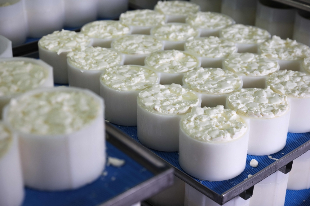 Curds are left to settle in moulds to make Tunworth cheese in the production room at the Hampshire Cheese Company near Basingstoke in Hampshire south east England, on March 14, 2023. — AFP pic