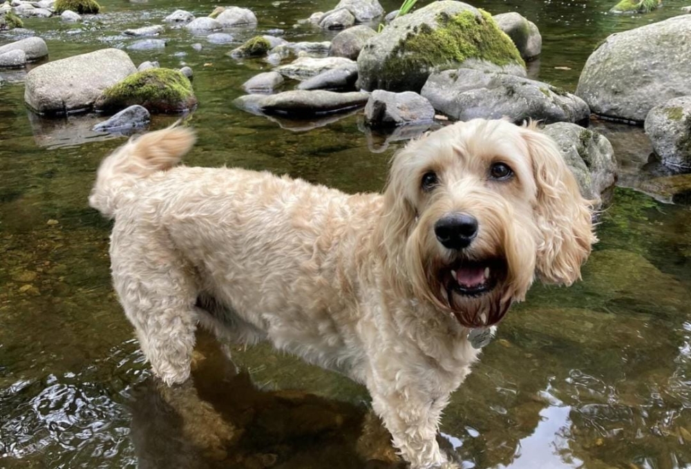Jasper the Cockapoo has been put to sleep after a veterinarian found a tumour in the eight-year-old. — Picture via Facebook/ Jasper the Hospital Therapy Dog