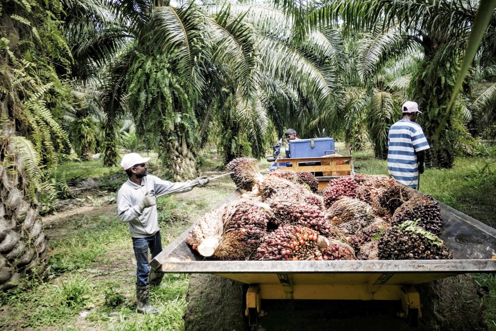 Palm oil is the world’s most widely used edible oil, found in everything from margarine to soap, but it has faced scrutiny from green activists and consumers, who have blamed its production for rainforest loss, fires and worker exploitation. — Picture by Shafwan Zaidon