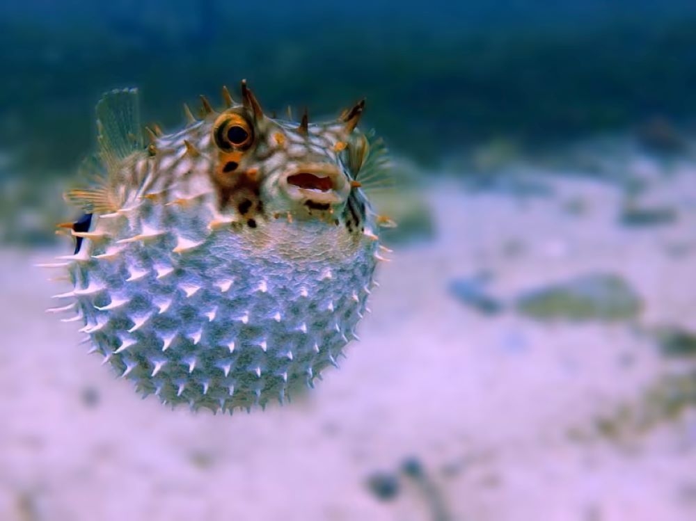 A couple died in Malaysia after consuming puffer fish (pictured) in March 2023. — Unsplash pic/TODAY