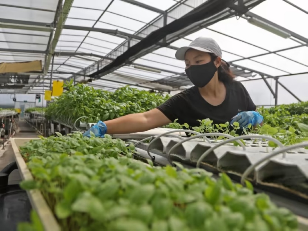 The Government will support resident farmers such as through infrastructure developments to transform part of Lim Chu Kang into a high-tech and resource-efficient agri-food cluster. — TODAY pic