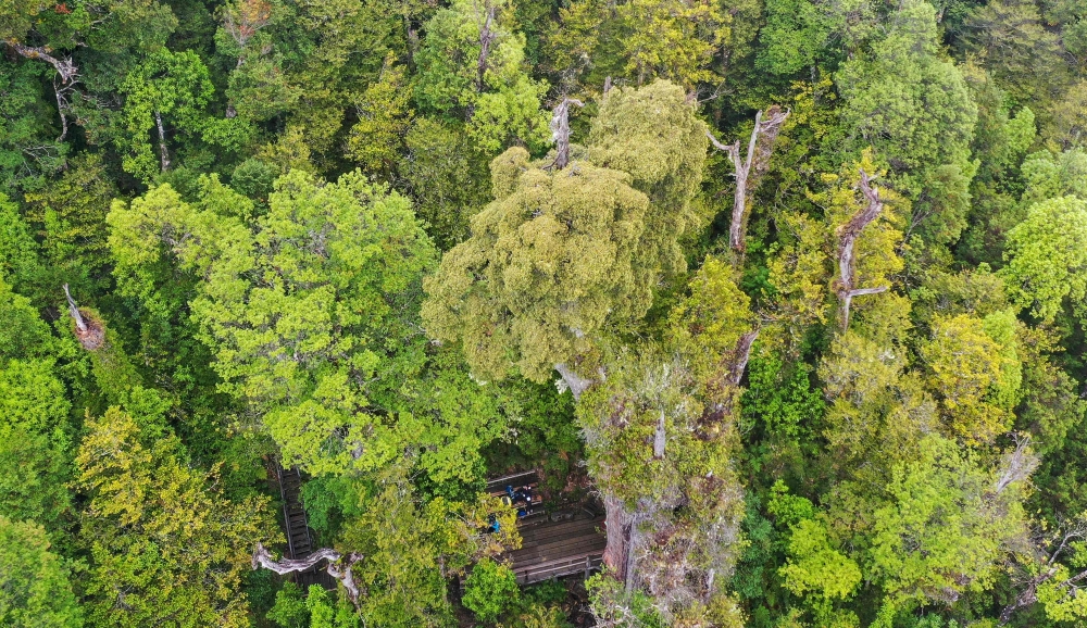 In a forest in southern Chile, protected from fires and logging that decimated the species, a giant alerce tree has survived for thousands of years. — AFP pic