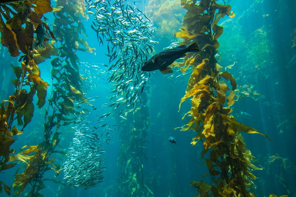 Undersea kelp forests generate some US$500 billion in fishing revenue and other benefits while absorbing five million tonnes of carbon dioxide a year, a study indicates. — ETX Studio pic