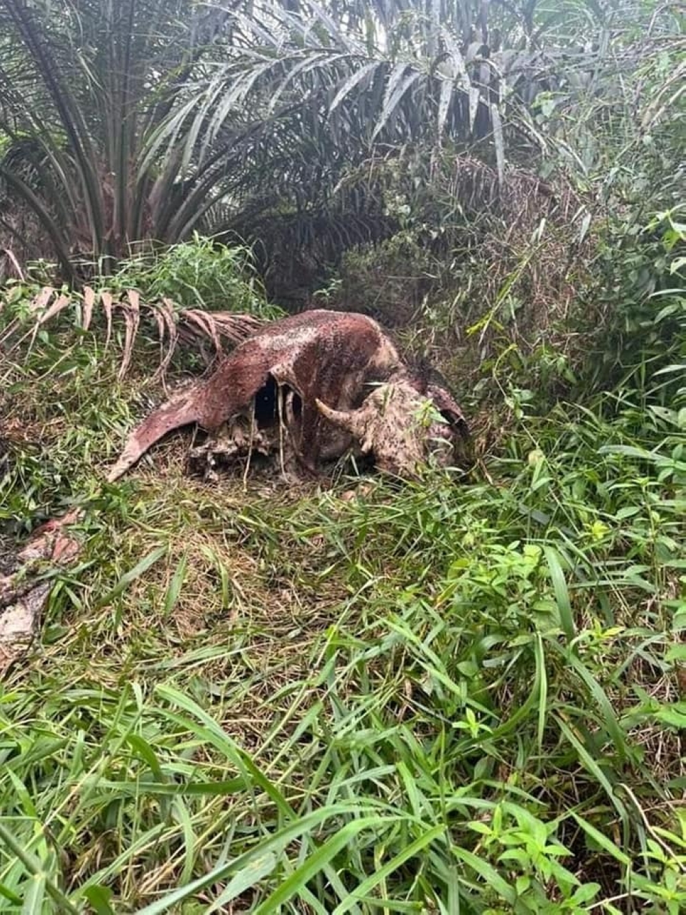 The carcass of livestock thought to have been mauled by the unidentified animal recently. — Picture from Facebook