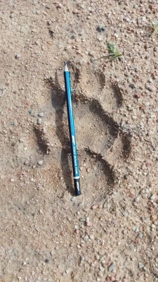 Johor Felda plantation residents on the alert after mauled livestock, paw prints found - Vimarsana News