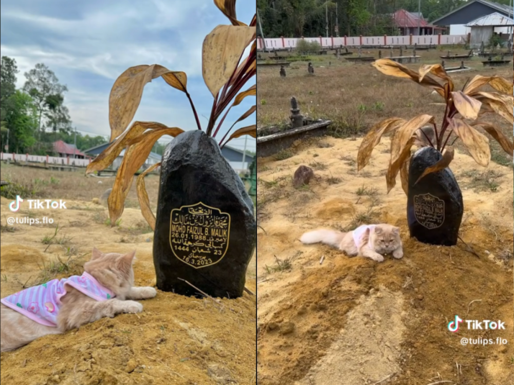 Mochi the cat had a close relationship with its late owner Mohd Faizul Malik. — Screenshot via TikTok/ tulips.flo