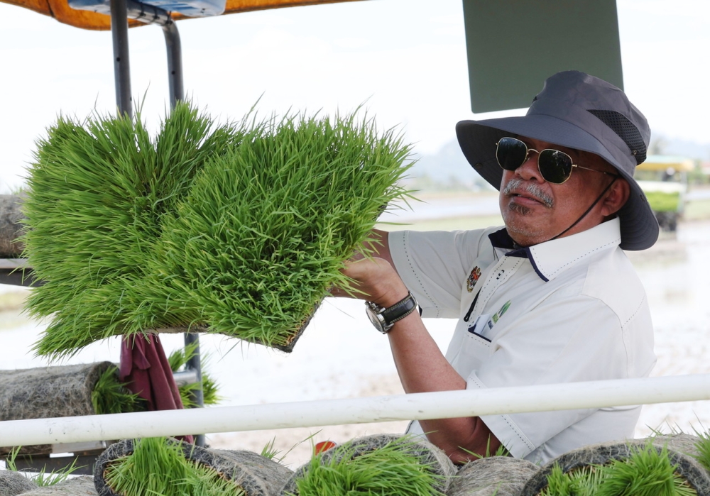 Minister of Agriculture and Food Security Datuk Seri Mohamad Sabu showing the rice seedlings ready to be planted at the Smart SBB Mini Sekinchan Mada-Bernas Program in Simpang Empat, Perlis, May 9, 2023. — Bernama pic