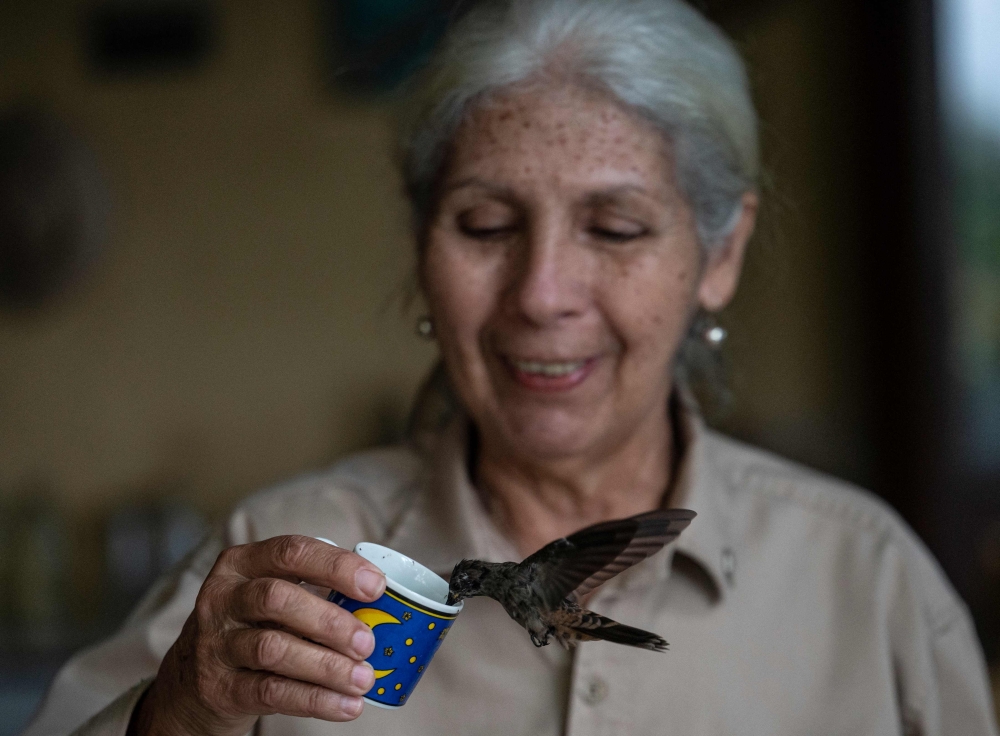 Retired doctor Cecilia Martinez, 73, feeds a brown-eared hummingbird (Colibri delphinae) at the Amaranta Casa de Colibries sanctuary in San Jose de Los Altos, Miranda State, Venezuela, on May 13, 2023. — AFP pic