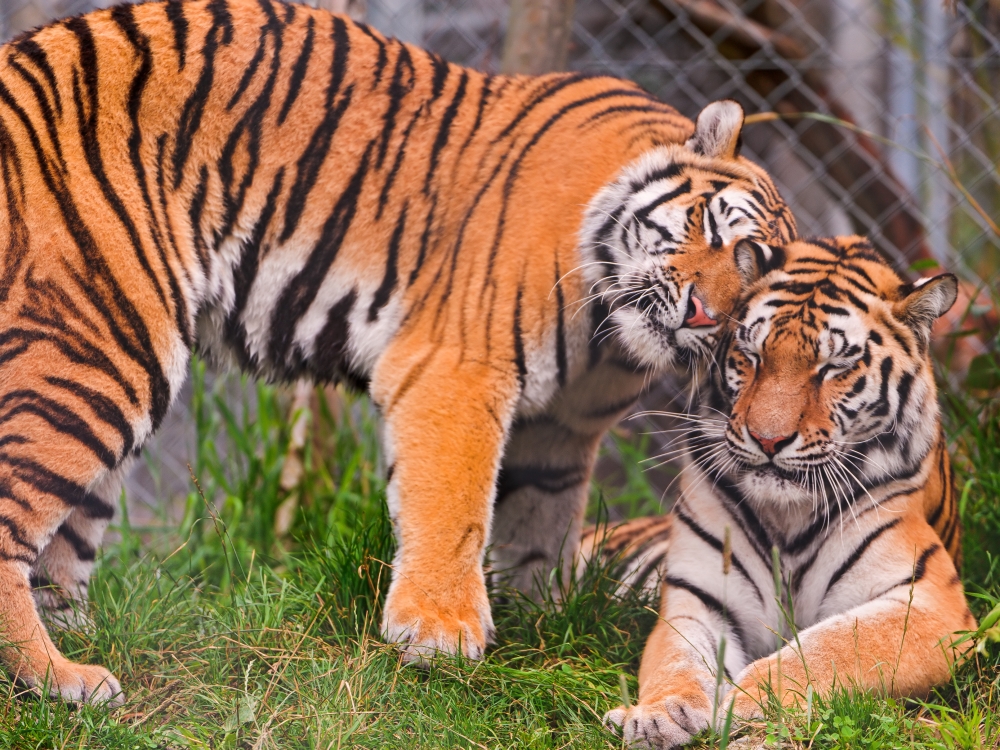 The Malaysian palm oil industry, through MPOGCF, fully supports efforts to increase the population of Malayan Tigers. — Picture courtesy of MPOGCF