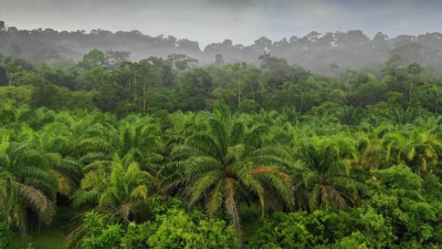 How the Malaysian Palm Oil Green Conservation Foundation is playing its part to save the environment and wildlife - Vimarsana News