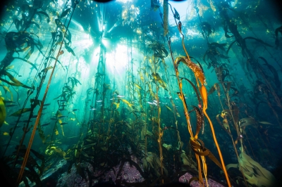 Patagonia's underwater defence against climate change - Vimarsana News