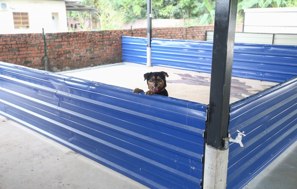 Dogs caught by the respective councils would be kept at their pounds for three days while waiting to be claimed by their owners.. — Picture by Farhan Najib